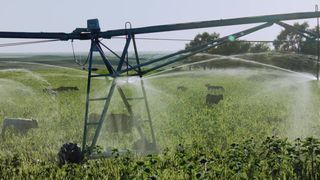 Patrycja Planik - Lillian (2019) Shaved Actress in nude scene