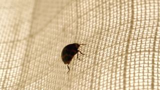 Charlize Theron nude - The Last Face (2017) Censorship naked video