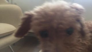 Betsey Brown - Shegetsey Betsey (2015) Naked movie scenes