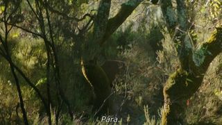 Juliane Elting, Flora Bulcao, Isabelle Puntel - O Ornitologo (2016) Nude movie scenes