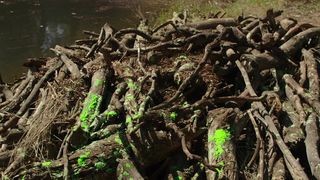 Cortney Palm nude, Lexi Atkins sexy, Rachel Melvin sexy – Zombeavers (2014)