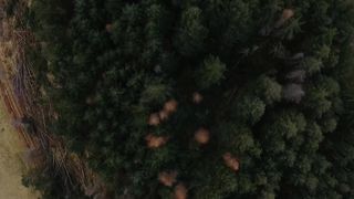 Jagoda Kamov - Despair (2017)