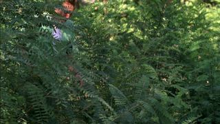 Louise Cliffe nude - Wrong Turn 3 (2009)