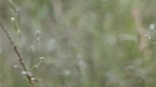 Renata Dancewicz  - Devilish Education