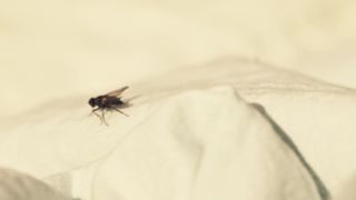 Anna Oussankina Explicit Nudity, Sex Scene in 'Sommerloch'