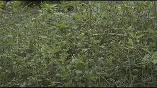 Ulli de Oliveira - O Fim De Um Breve Acaso (2019) Nude movie scene