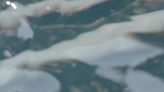 Sally Paton - Lower Plenty Garden Views (2016) Sexy movie scene