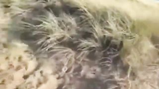 Sexy couples are having hot group sex on the beach, while a horny voyeur is watching