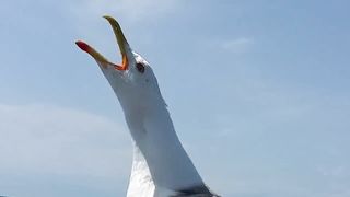 Teen Girl Nude on the beach