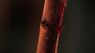 Tamar Pelzig - Eve (2011) actress booby hot scene