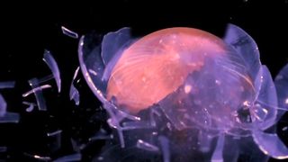 Tamar Pelzig - Eve (2011) actress booby hot scene