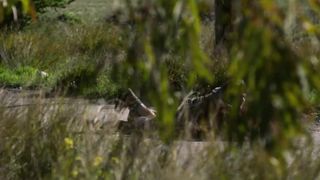 Penelope Tsilika, Michele Valley sexy - Kala azar (2020)