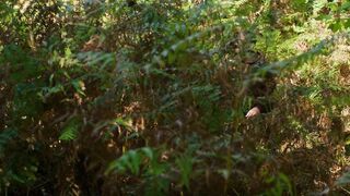 Juliane Elting, Flora Bulcao topless - O Ornitologo (2016)