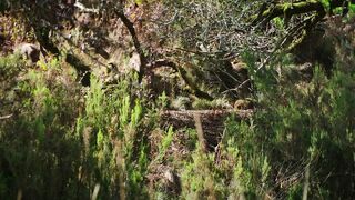 Juliane Elting, Flora Bulcao topless - O Ornitologo (2016)