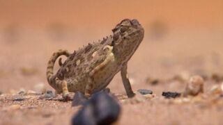 Topless Videotape Lady ❣️ In the Beach