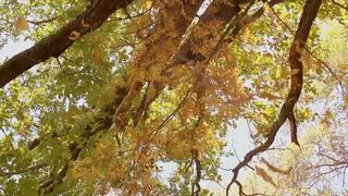 Topless Art Shooting ❣️ Autumn Nocturne