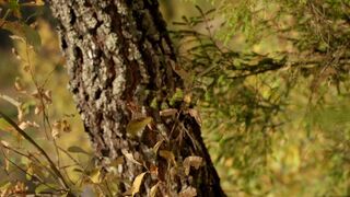 Topless Art Shooting ❣️ Autumn Nocturne