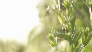 Erotic Art Videoshoot ❤️ Green glade and forest