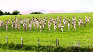 Daphne Dumons nude, Lucie Muratet naked, etc. Normandie nue (2018) Public nudity movie scenes